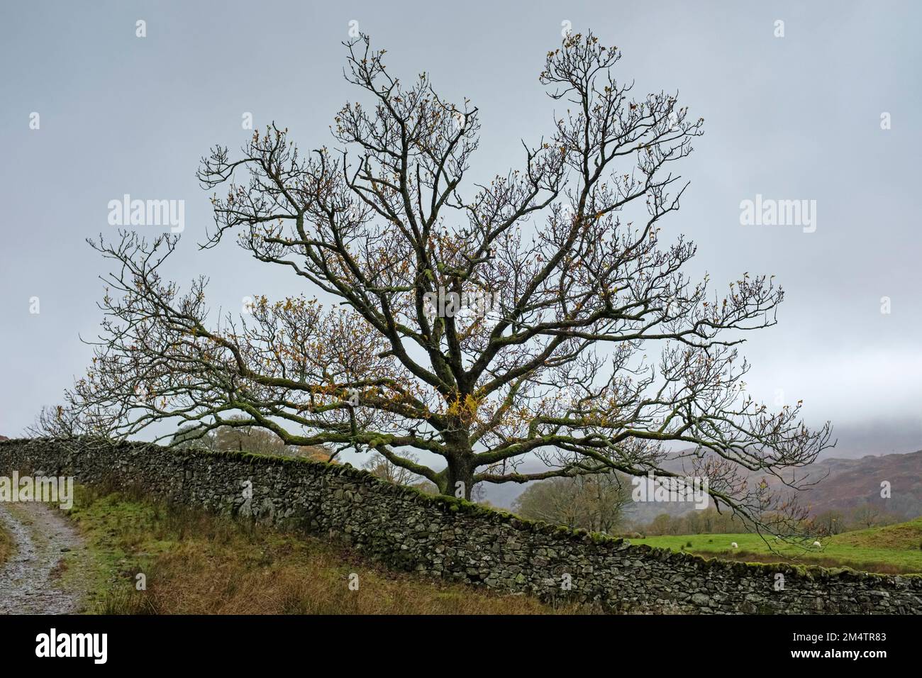 Bare mature oak tree and dry stone wall near Ambleside. Stock Photo