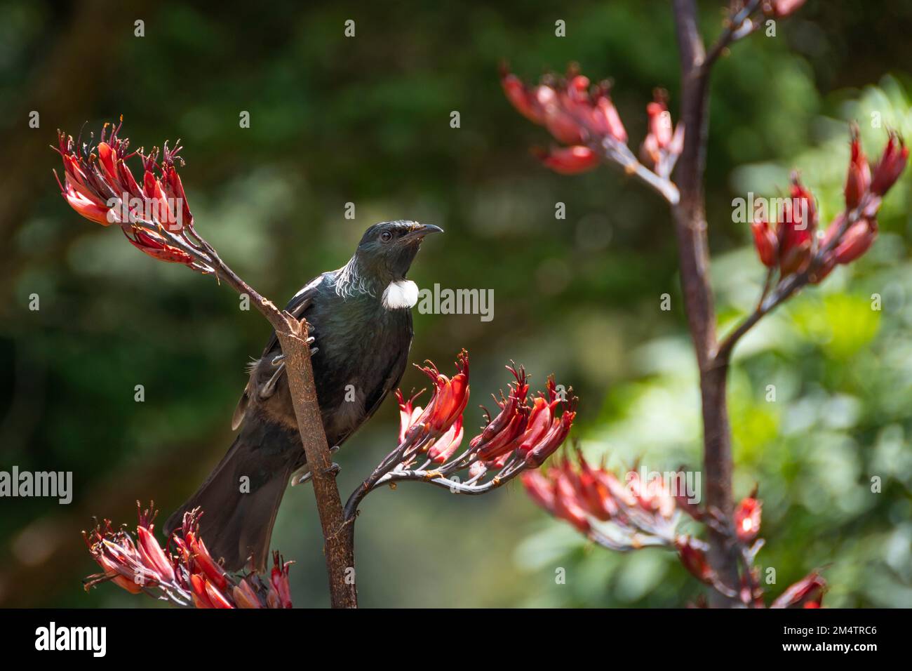 Tui feeding on flax flowers, Otari Wilton Bush, Wellington, North Island, New Zealand Stock