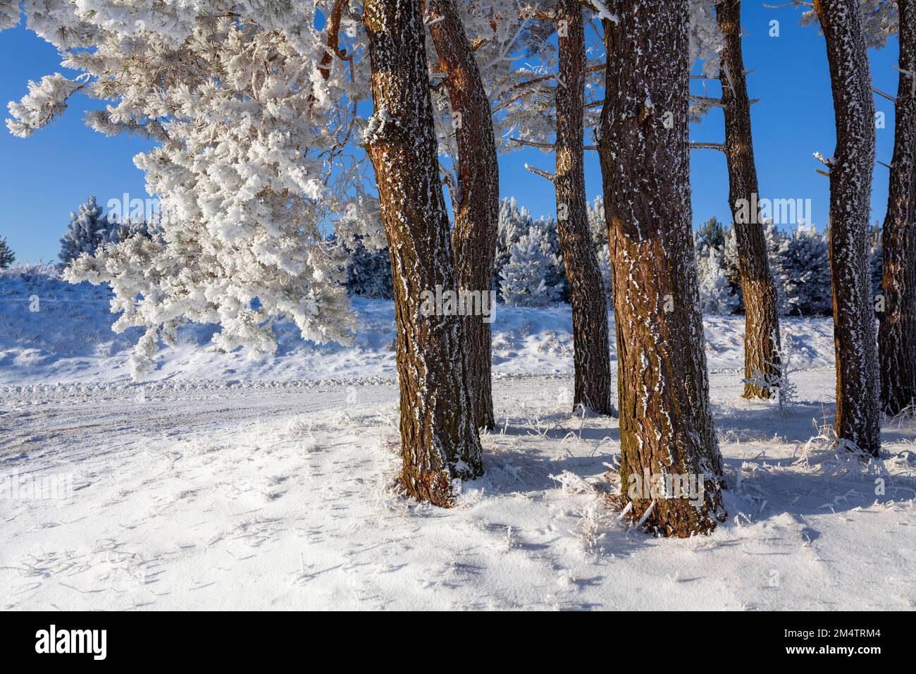 Snowy pines, Suwałki Landscape Park, Poland Stock Photo - Alamy