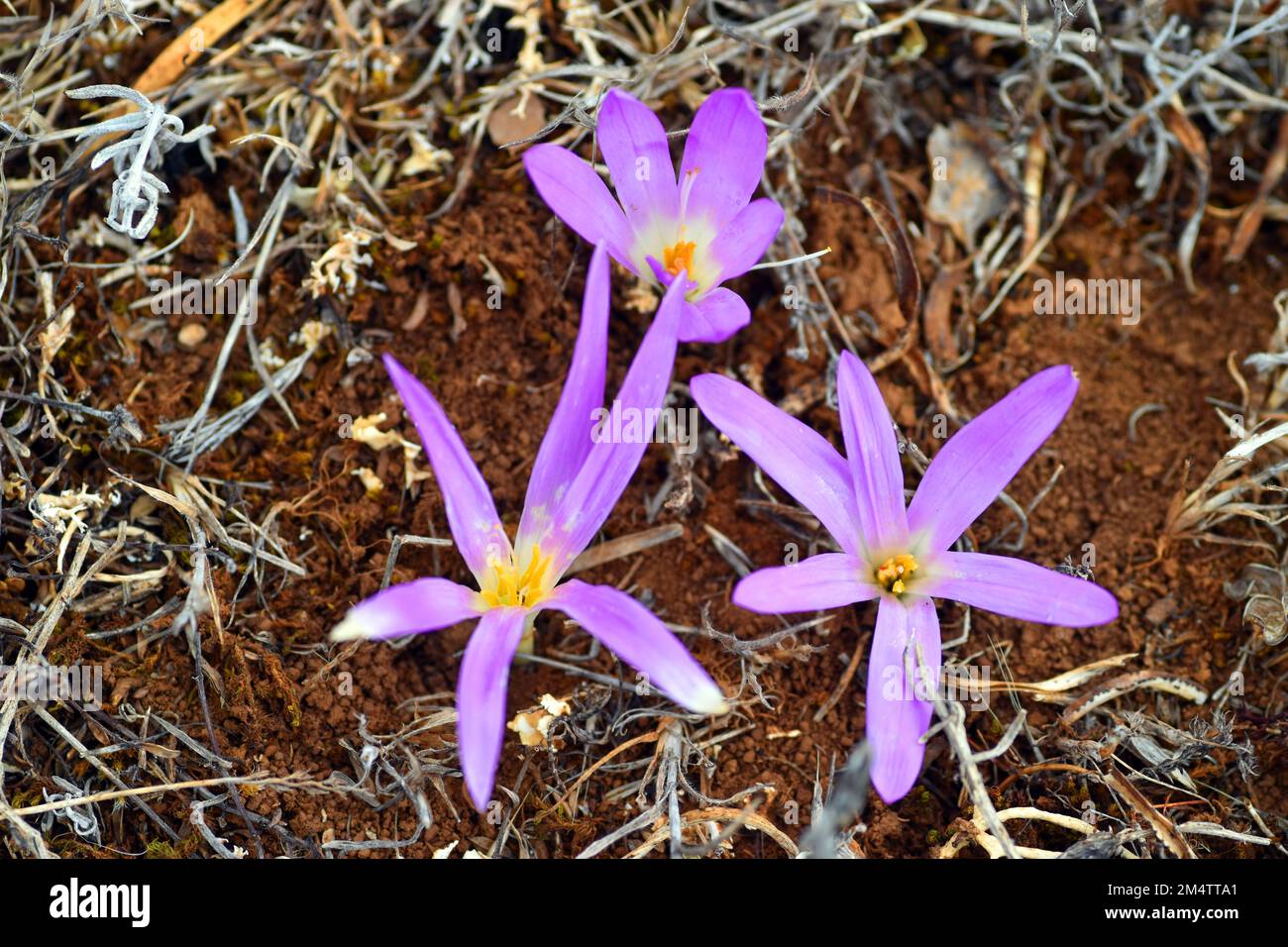 Colchicum montanum (or Merendera montana)  flowers in the summer Stock Photo