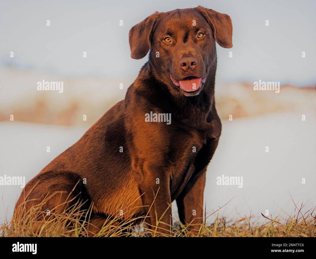 Chocolate Labrador Retriever portrait, sitting on grass in meadow, late winter, gray fogy snowy background. Stock Photo