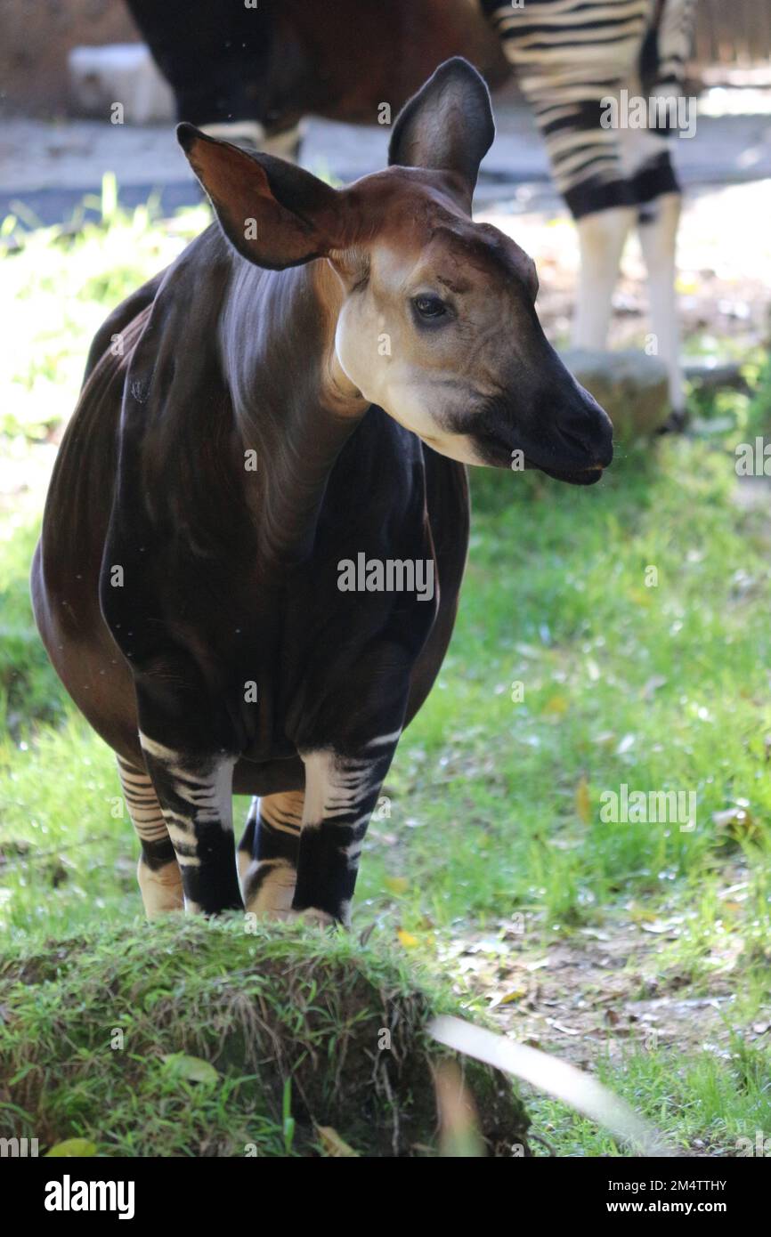 Beautiful okapi hi-res stock photography and images - Alamy