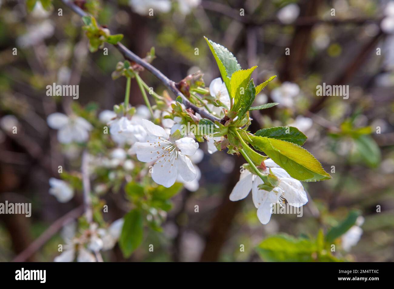 Fruit orchard at spring time with blossoming cherry trees. Close up view of branch with small green leaves and white flowers of cherry tree in garden. Stock Photo