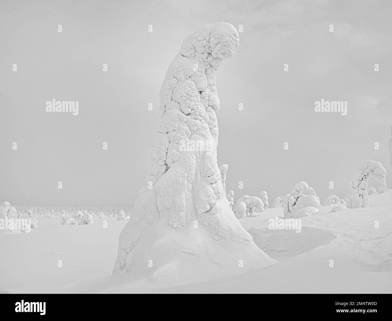 Pine tree with snow in Finnish lapland Stock Photo - Alamy 