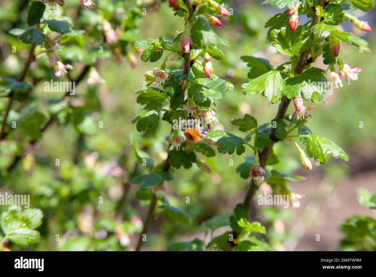 Orchard at spring time. Close up view of bumblebee on gooseberry bush flower collecting pollen and nectar. Green leaves and small pink flowers of goos Stock Photo