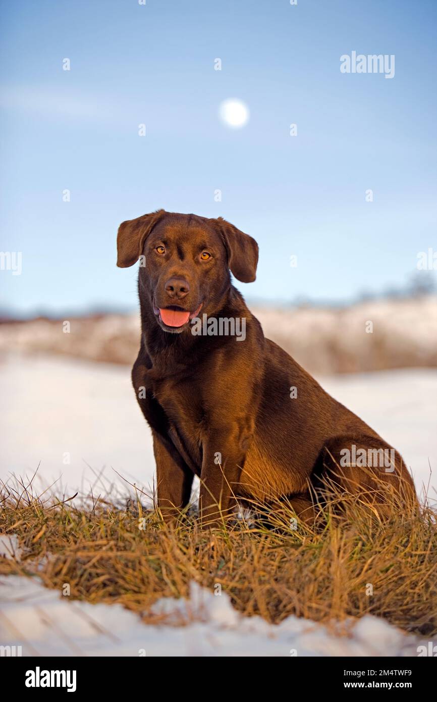 Labrador Retriever sitting on grass in meadow, late winter, moon rising in the blue sky. Stock Photo