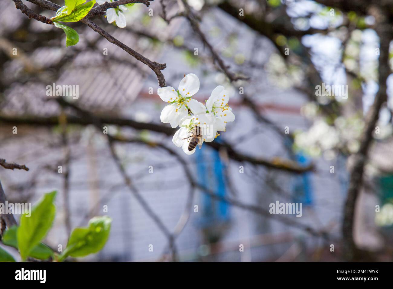 Orchard at spring time. Close up view of honeybee on white flower of apple tree collecting pollen and nectar to make sweet honey. Small green leaves a Stock Photo