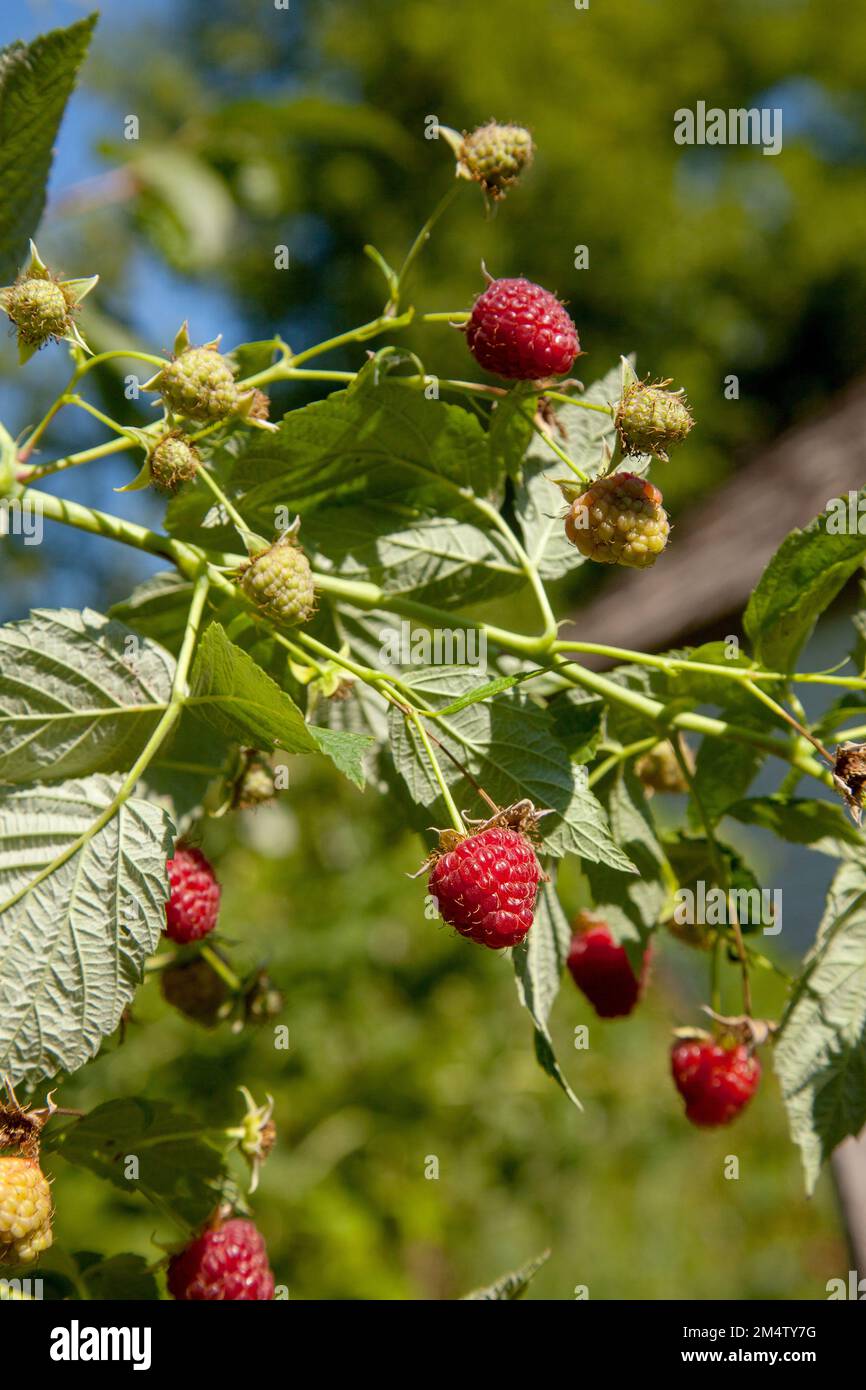 Lots of red ripe raspberries on a bush. Close up of fresh organic berries with green leaves on raspberry branch. Summer garden in village. Growing ber Stock Photo