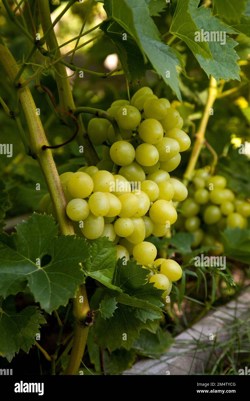 Bunch of green grapes hanging on grapes bush in a vineyard. Close up view of bunch green grapes hanging in garden. Stock Photo