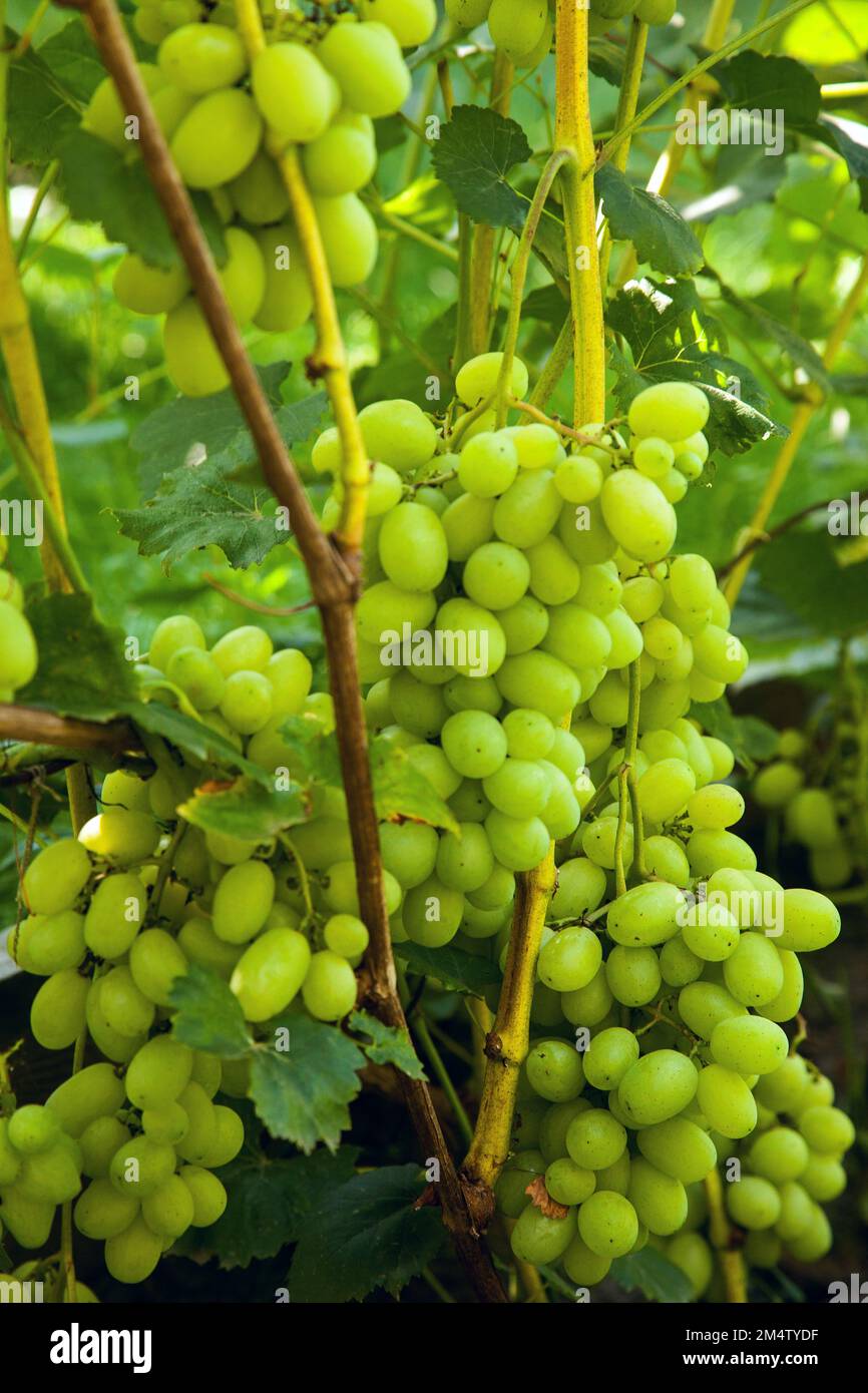 Bunch of green grapes hanging on grapes bush in a vineyard. Close up view of bunch green grapes hanging in garden. Stock Photo