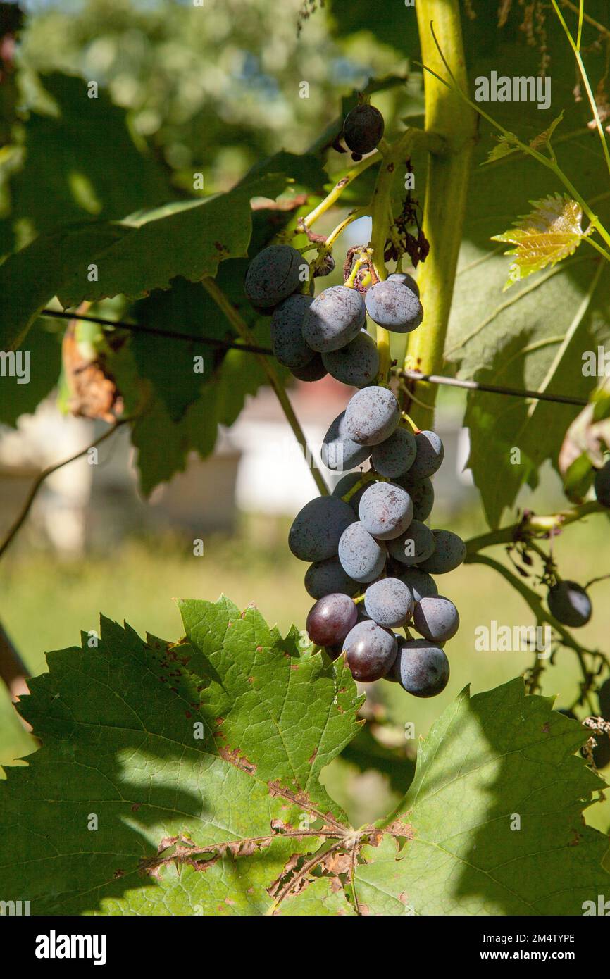 Bunch of pink grapes with big berries hanging on grapes bush in a vineyard. Close up view of bunch pink grapes hanging in garden. Stock Photo