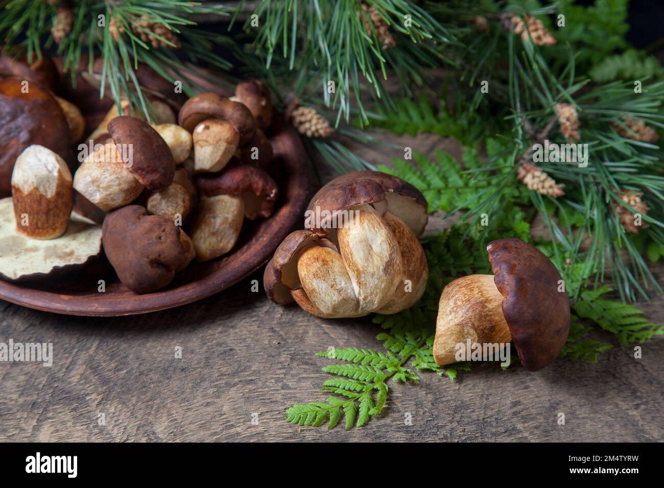Autumn composition of boletus badius, imleria badia or bay bolete, clay bowl with mushrooms on vintage wooden background with green branch of pine tre Stock Photo