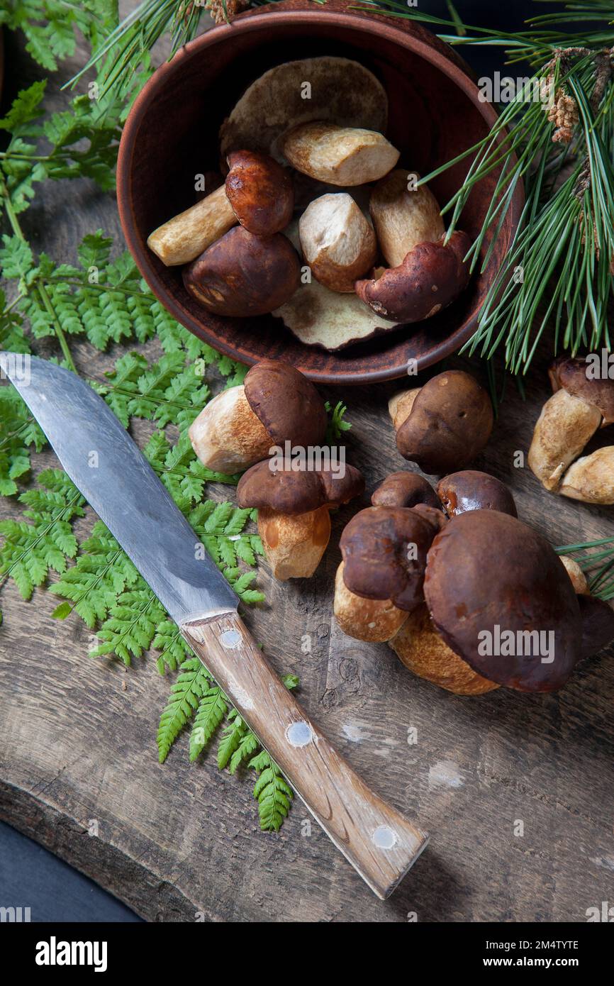 Autumn composition of boletus badius, imleria badia or bay bolete, clay bowl with mushrooms and knife on vintage wooden background with green branch o Stock Photo
