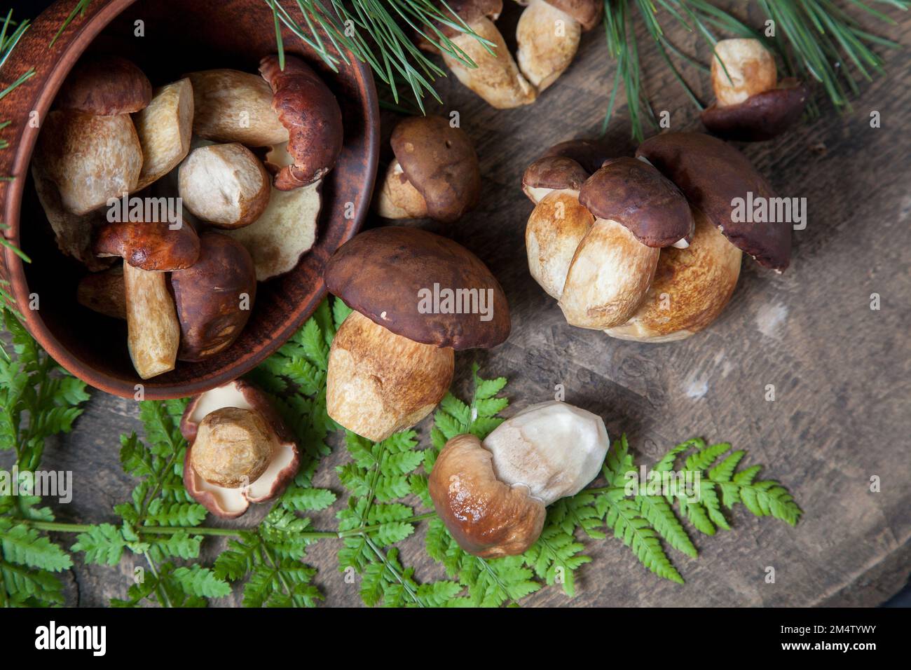 Autumn composition of boletus badius, imleria badia or bay bolete and Porcini mushroom commonly known as Boletus Edulis, clay bowl with mushrooms on v Stock Photo