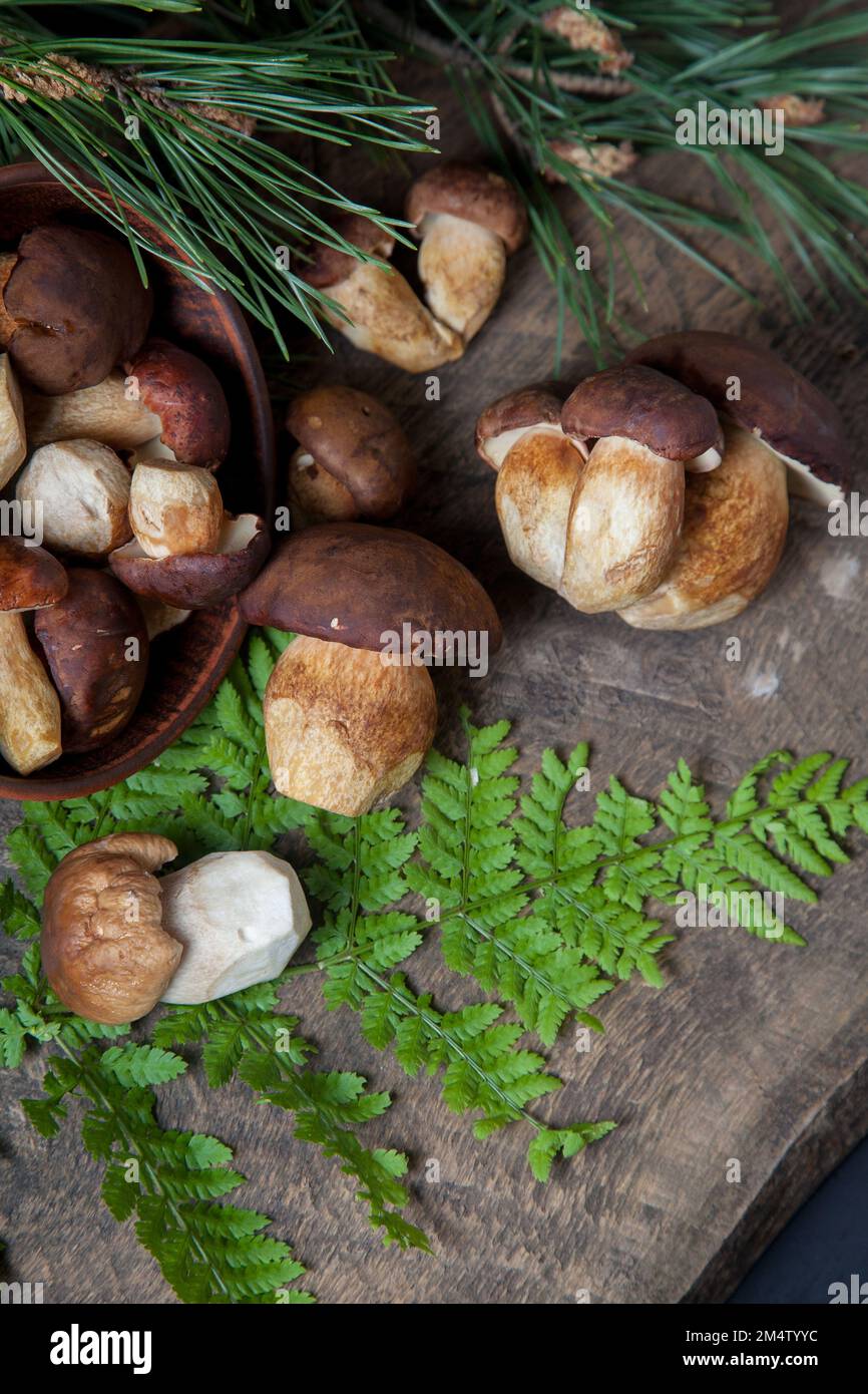 Autumn composition of boletus badius, imleria badia or bay bolete and Porcini mushroom commonly known as Boletus Edulis, clay bowl with mushrooms on v Stock Photo