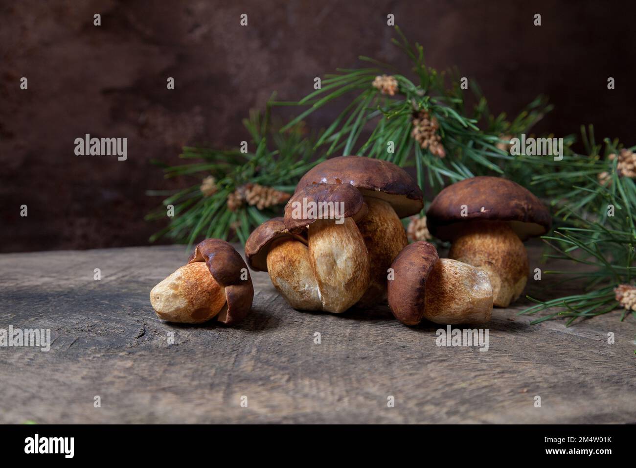 Autumn composition of several boletus badius, imleria badia or bay bolete mushrooms on vintage wooden background with green pine branch on back. Edibl Stock Photo
