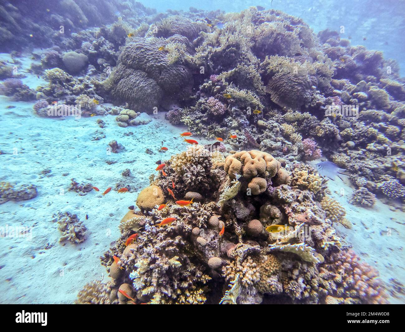 Underwater panoramic view of coral reef with shoal of Lyretail anthias (Pseudanthias squamipinnis) and other kinds of tropical fish, seaweeds and cora Stock Photo