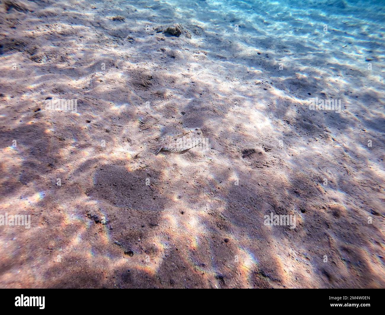 Close up view of Panther flounder fish known as Bothus pantherinus