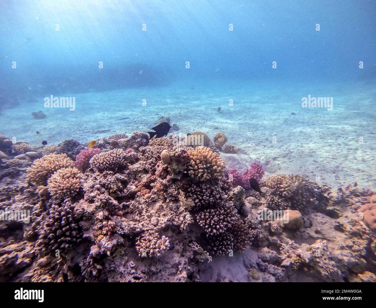 Underwater panoramic view of coral reef with tropical fish, seaweeds and corals at the Red Sea, Egypt. Acropora gemmifera and Hood coral or Smooth cau Stock Photo