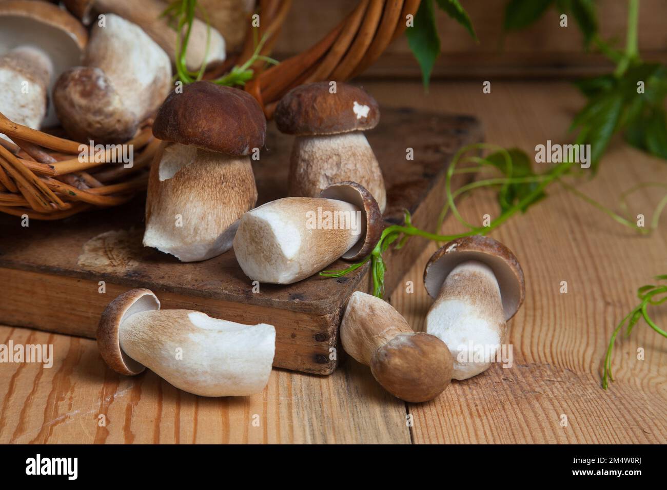 Crop of forest edible mushrooms. Pile of picked wild porcini mushrooms (cep, porcino or king bolete, usually called boletus edulis), wicker basket wit Stock Photo