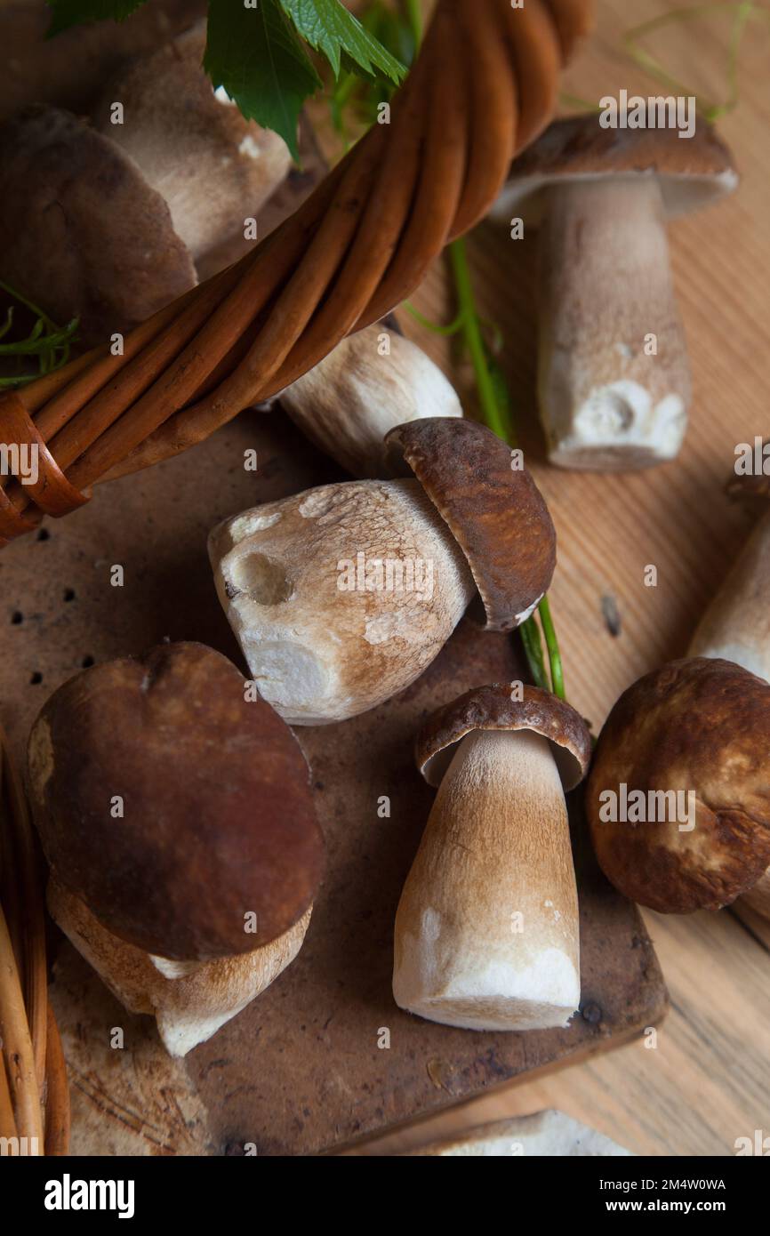 Crop of forest edible mushrooms. Selective focus on beautyfull porcini mushroom among the pile of picked wild porcini mushrooms (cep, porcino or king Stock Photo