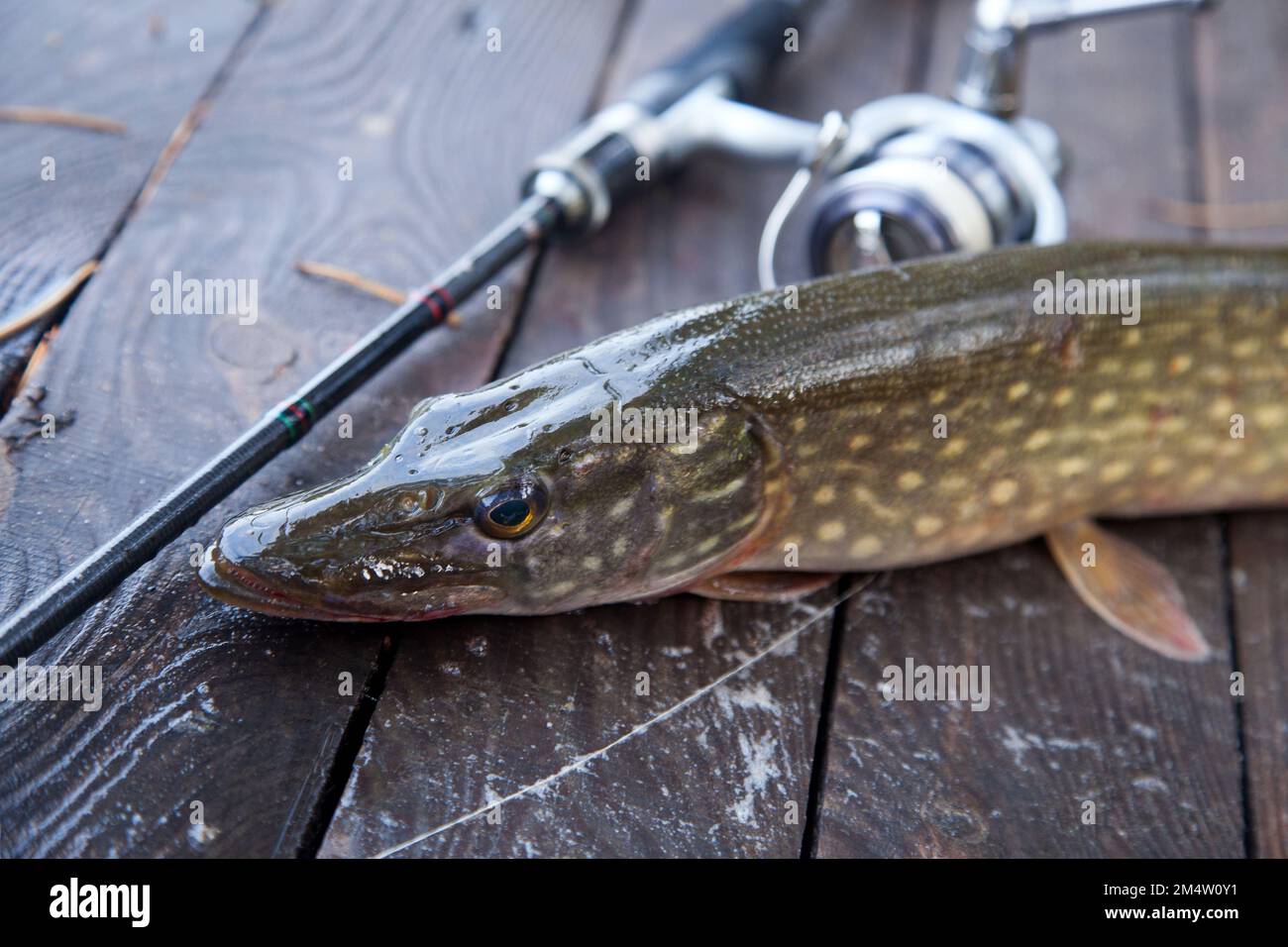 Freshwater Northern pike fish know as Esox Lucius and fishing rod with reel lying on vintage wooden background with yellow leaves at autumn time. Fish Stock Photo