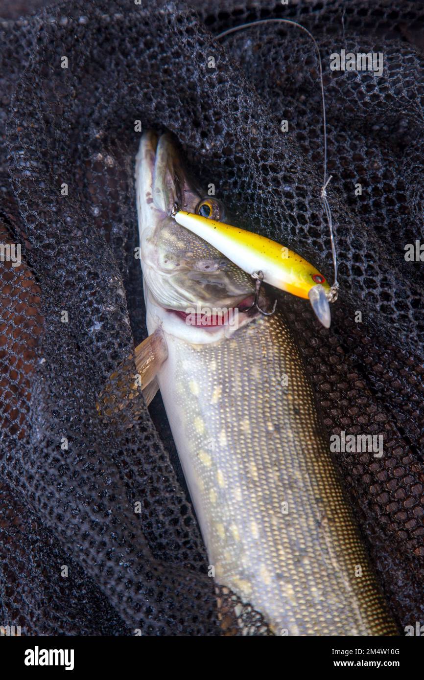 Freshwater Northern pike fish know as Esox Lucius on landing net. Fishing concept, good catch - big freshwater pike fish just taken from the water and Stock Photo