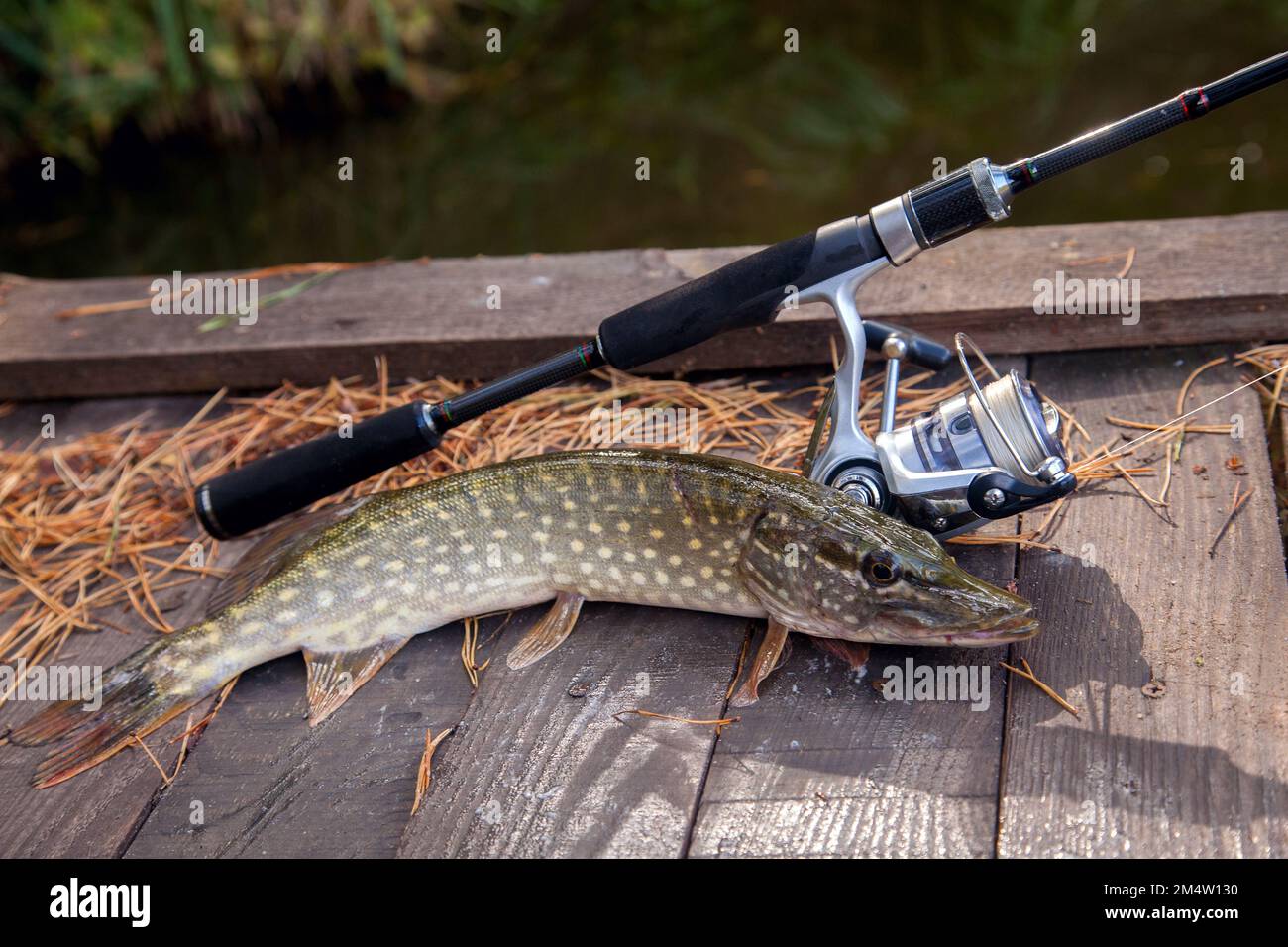 Freshwater Northern pike fish know as Esox Lucius and fishing rod with reel lying on vintage wooden background with yellow leaves at autumn time. Fish Stock Photo
