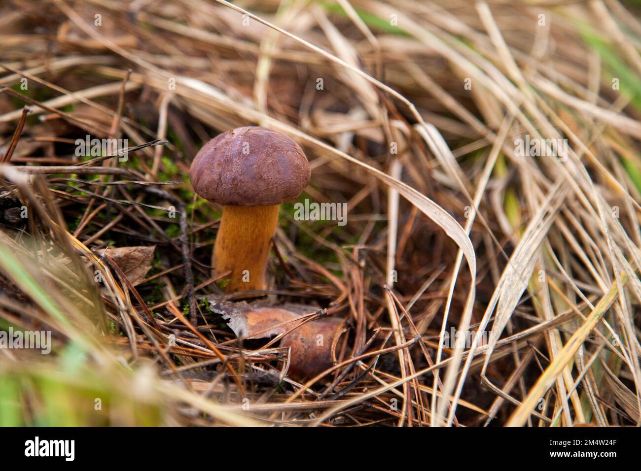 Close up view of boletus badius, imleria badia or bay bolete growing on the forest floor among moss and dry fallen leaves at autumn season. Edible and Stock Photo