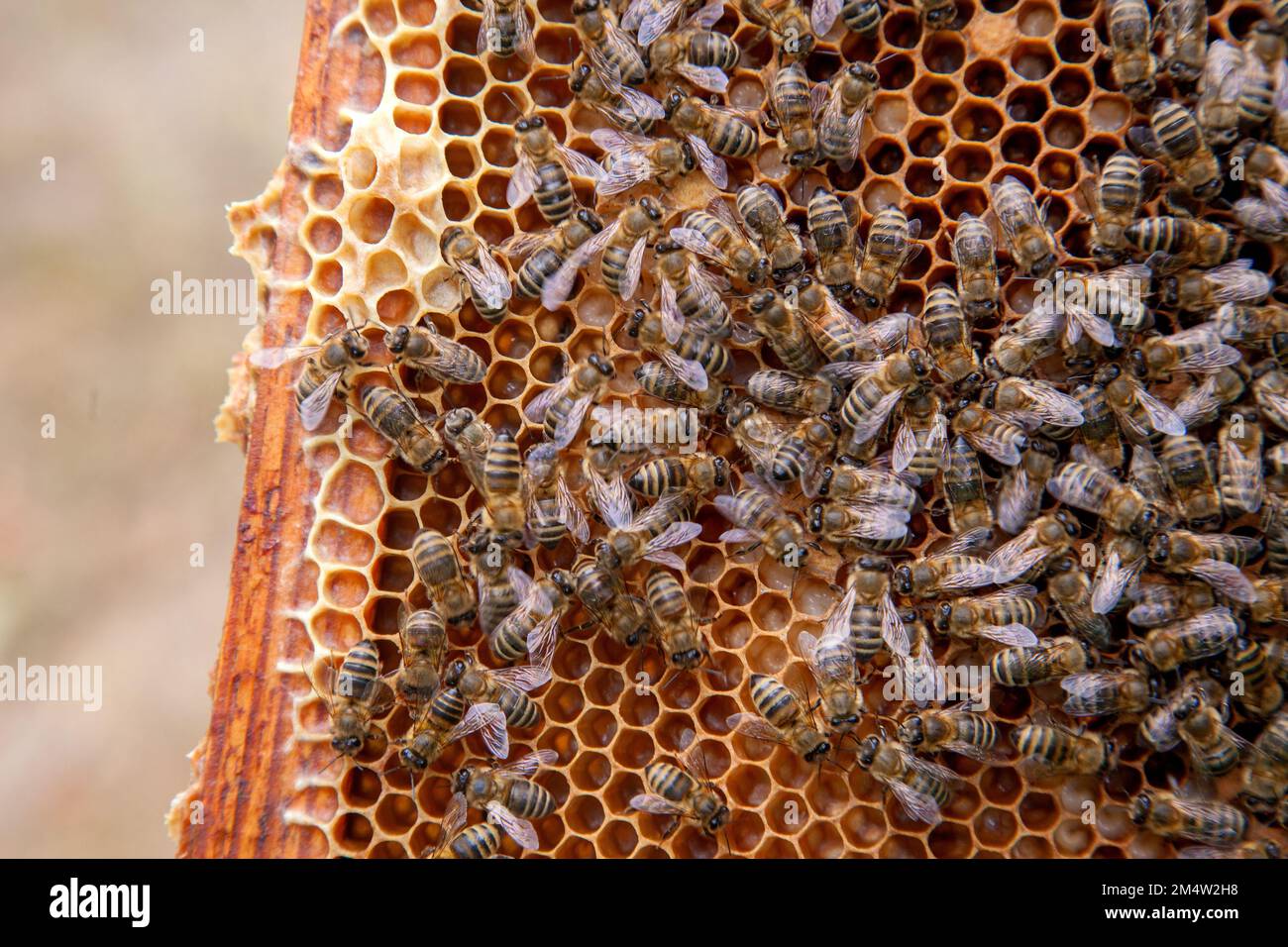 Frames of a beehive. Busy bees inside the hive with open and sealed cells for their young. Birth of o a young bees. Close up showing some animals, hon Stock Photo