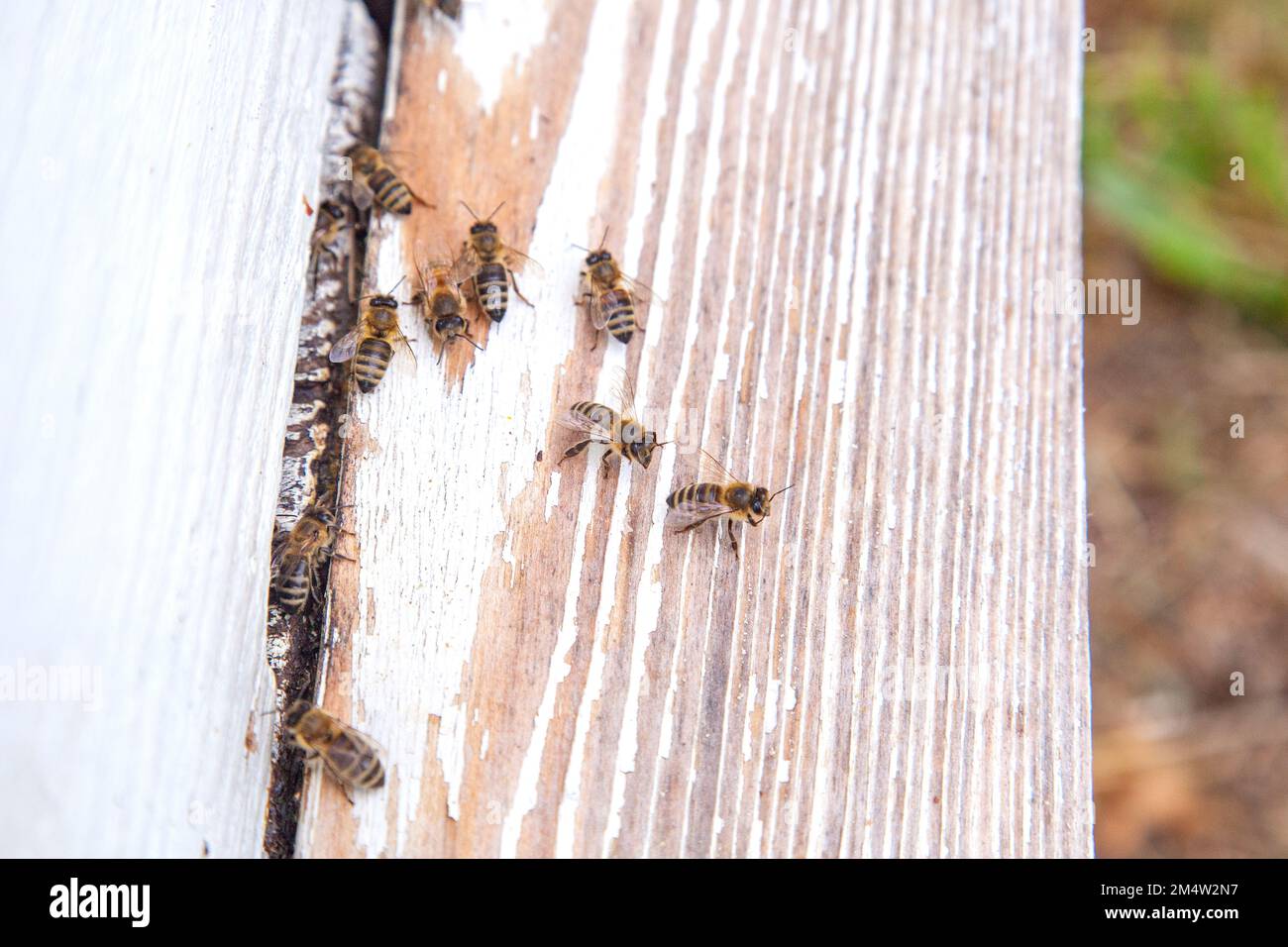 Plenty of bees at the entrance of beehive in apiary. Busy bees, close up view of the swarming bees on white plank. Stock Photo
