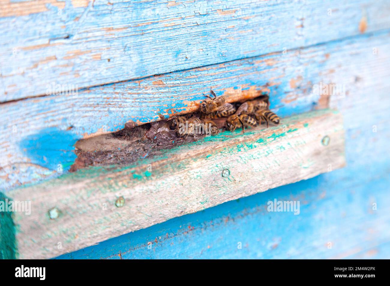 Plenty of bees at the entrance of beehive in apiary. Busy bees, close up view of the swarming bees on blue plank. Stock Photo