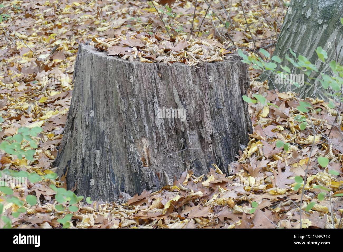 Abgesägter Baumstumpf im Herbst, Wald, Waldboden, Deutschland, Europa Stock Photo