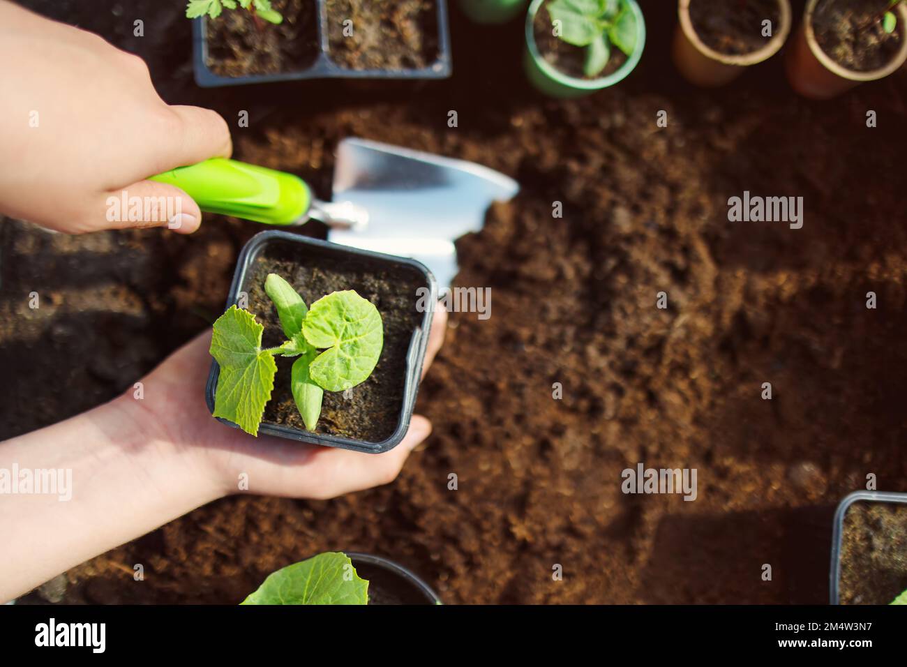 Child seedling a young plant sprout in the black soil Stock Photo Alamy
