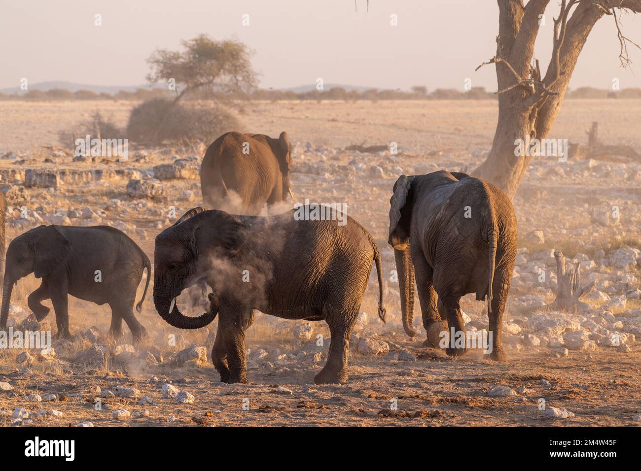 A group pf elephants covering themselves in dirt after having taken a
