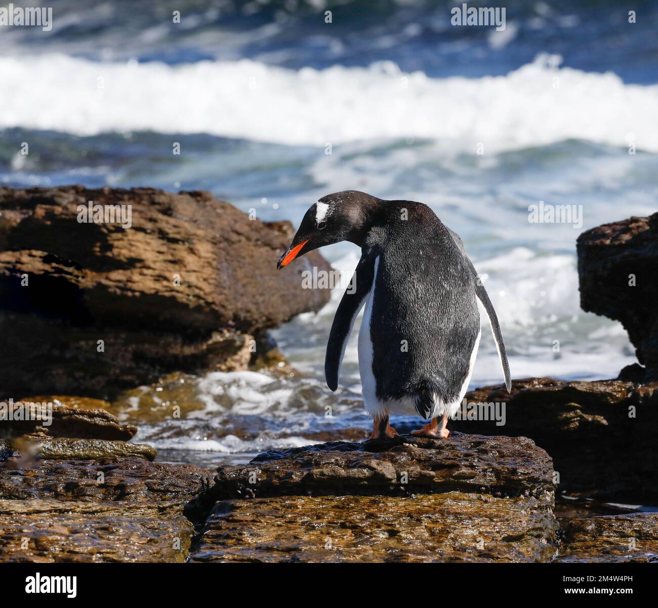 Gentoo penguin looking back from a rock at the water's edge. Falklands. Stock Photo