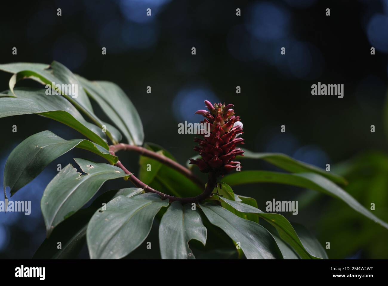 A Crepe ginger blossom at the tip of it spiral shape stem, growth in a mountain bike park that located in a forest in capital city of Sarawak- Kuching. Stock Photo
