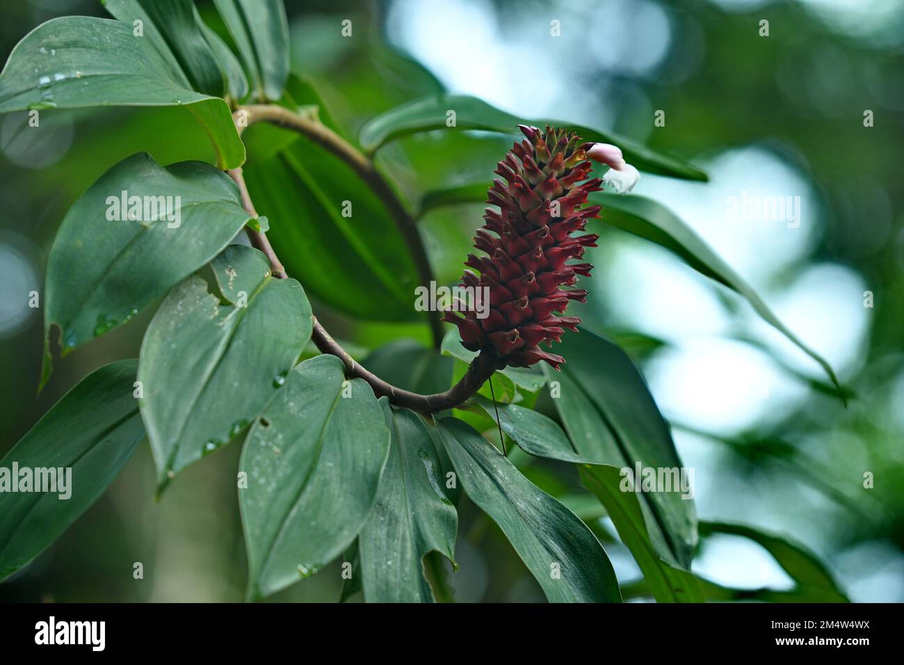 Wild Crepe Ginger  flower pod blossom at the tip of it spiral  shape stem found in a mountain bike park build in a forest in Kuching,Sarawak. Stock Photo