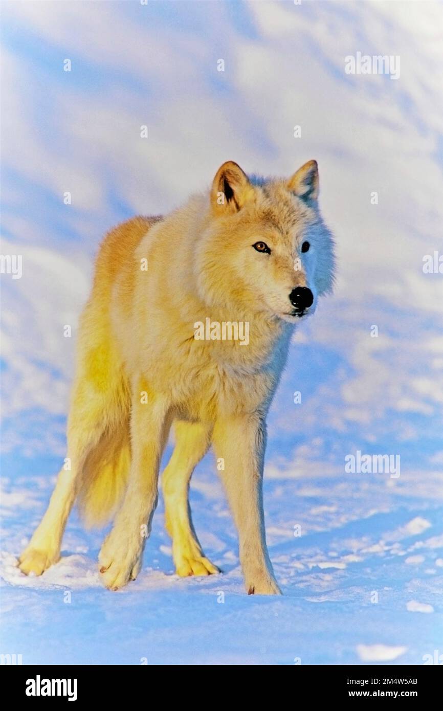 Portrait of alert Arctic Wolf standing in snowy tundra, beautiful early morning sunlight. Stock Photo