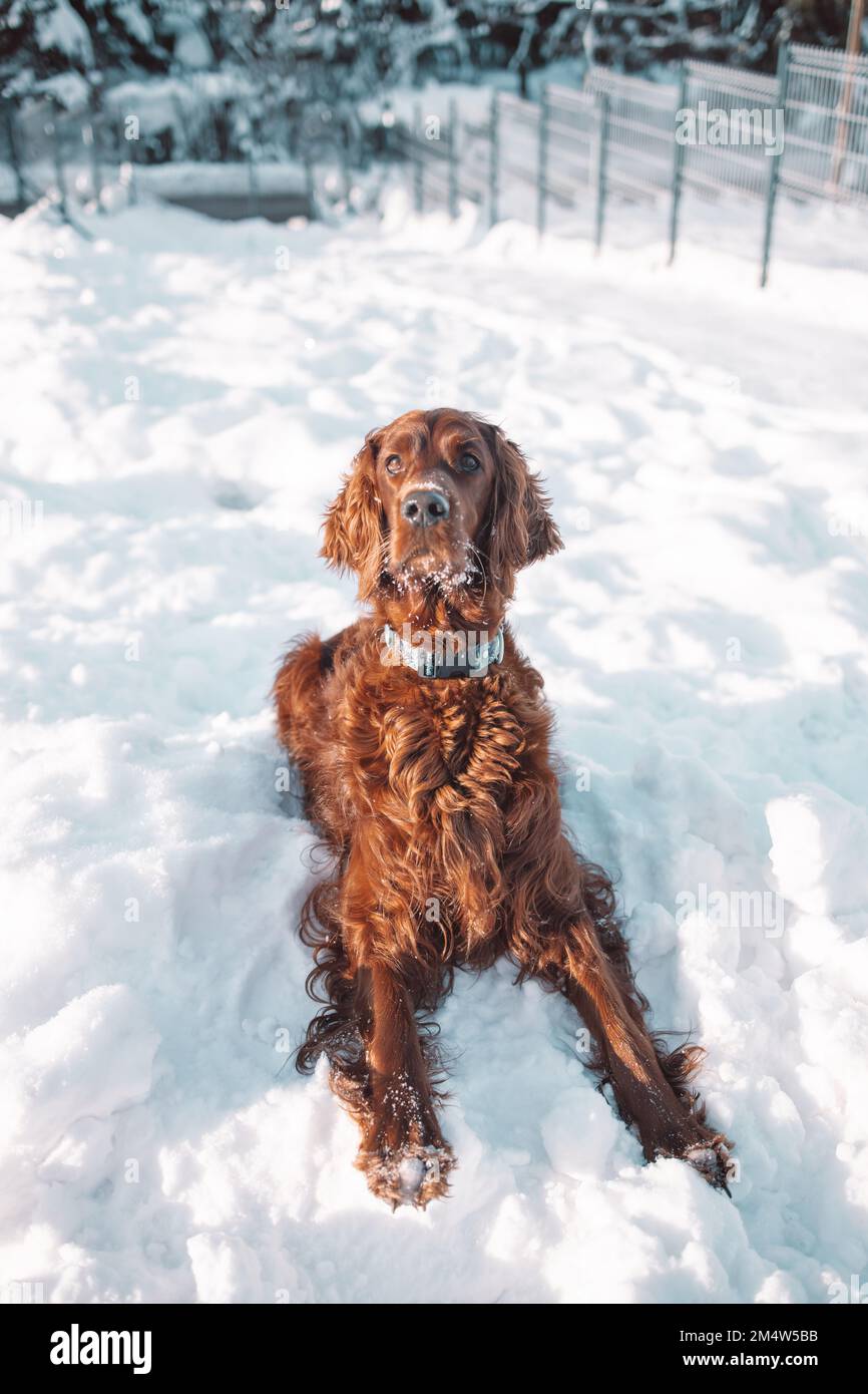 Red irish setter dog in freezy winter time.Friendship and love.  Stock Photo