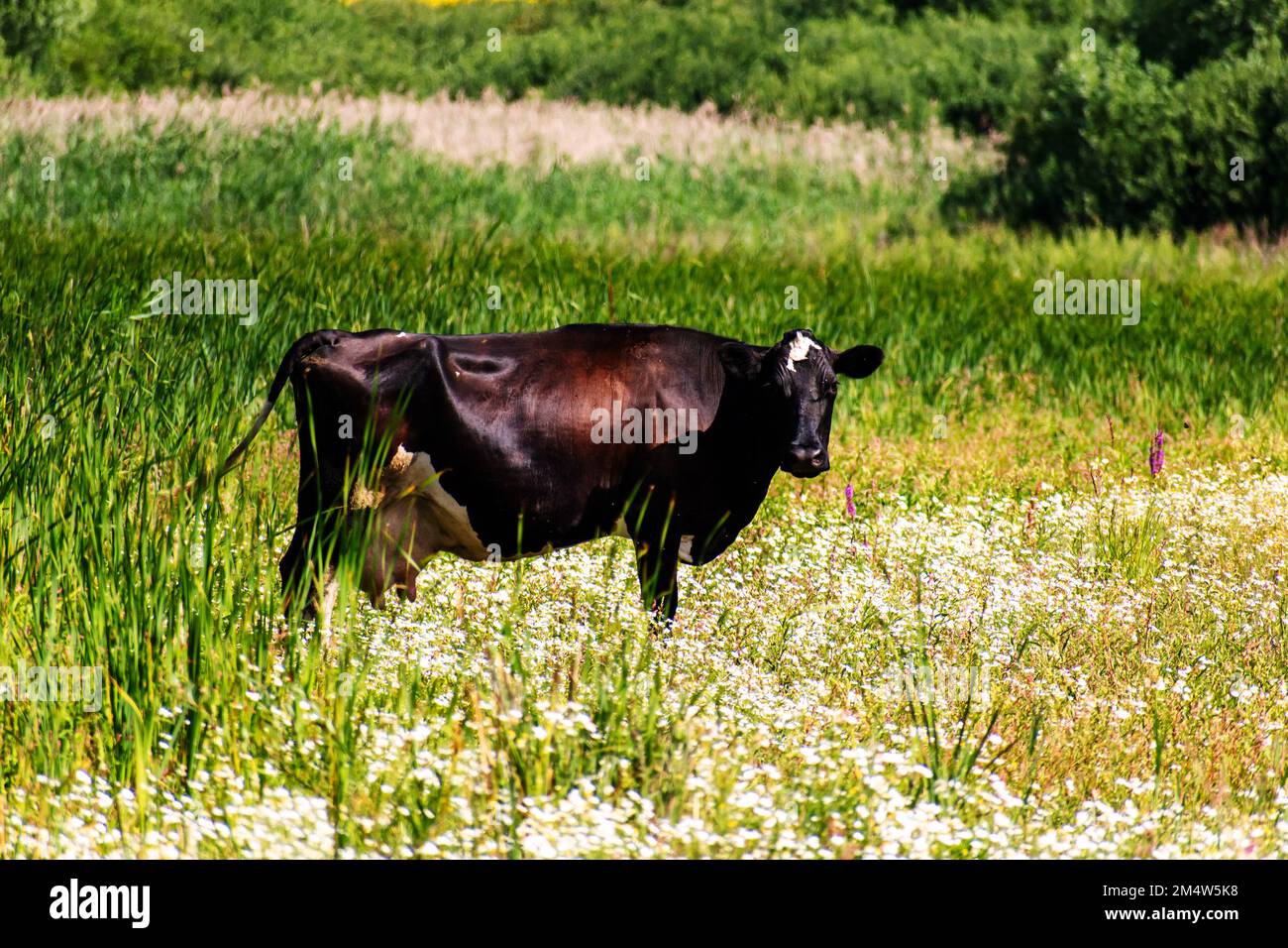 A black cow grazes in the valley in summer Stock Photo - Alamy