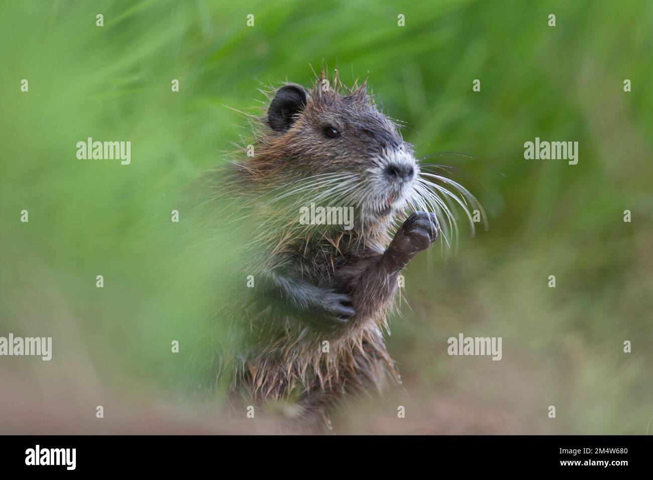 coypu, or nutria (Myocastor coypus)  is a herbivorous semi-aquatic rodent that feeds on river plants and lives in burrows along river banks. It is nat Stock Photo