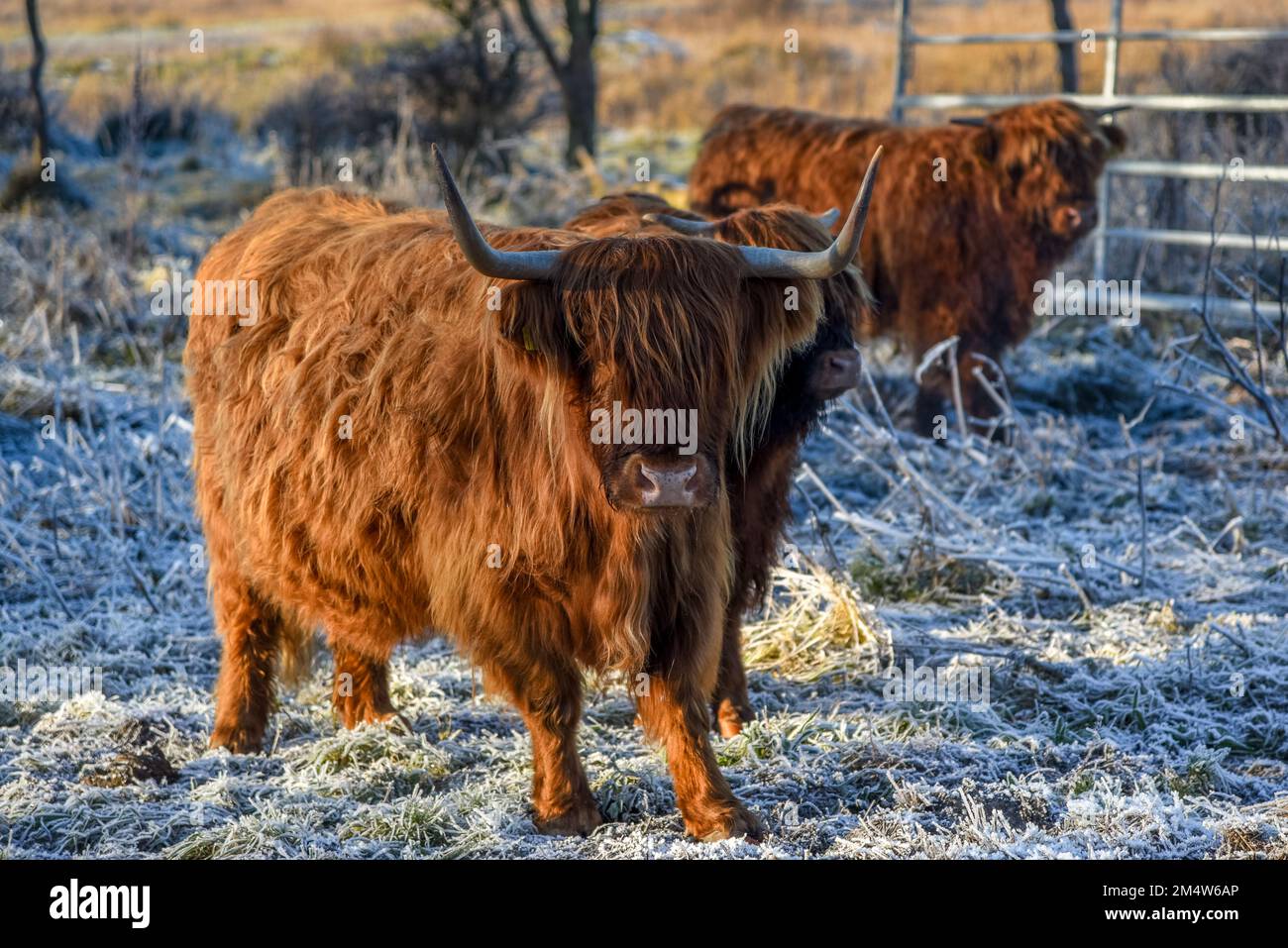 Den Helder, Netherlands. December 2022. Highland cattle in a winter landscape. High quality photo Stock Photo