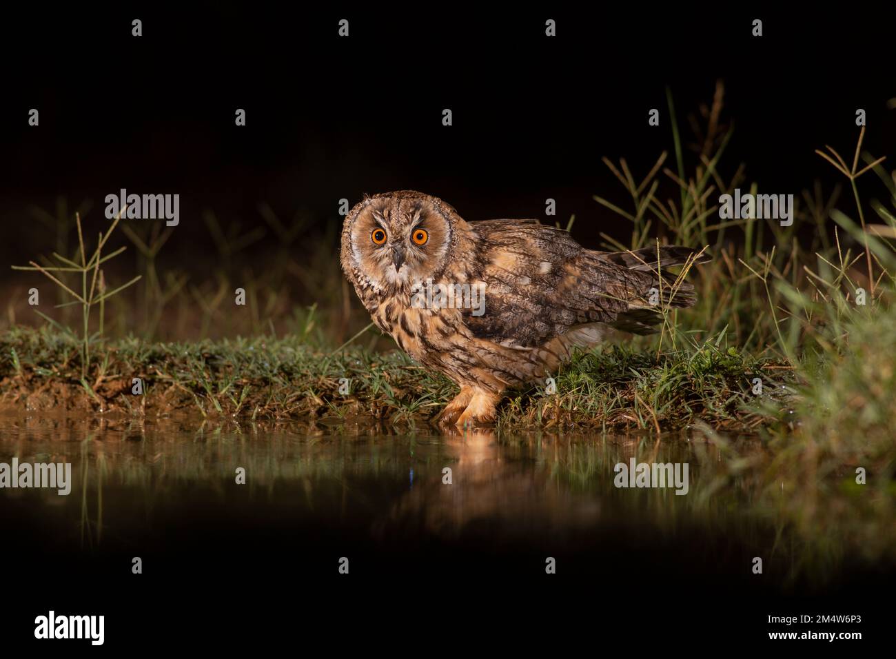 Long-eared Owl (Asio otus) on the ground near water. This owl inhabits woodland near open country throughout the northern hemisphere. It is strictly n Stock Photo