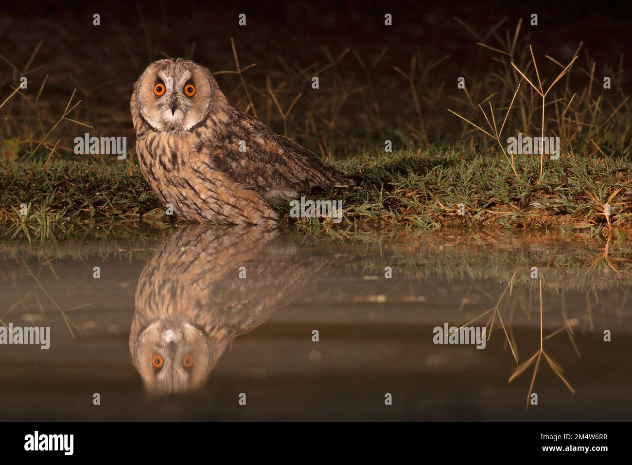 Long-eared Owl (Asio otus) on the ground near water. This owl inhabits woodland near open country throughout the northern hemisphere. It is strictly n Stock Photo