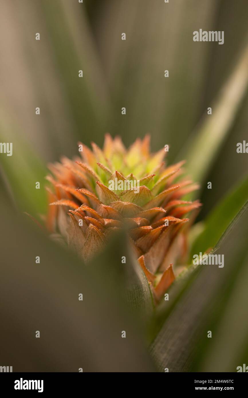 abstract Pineapple plant closeup. the shape of the fruit and plant has a connection to the fibonacci sequence by having 5 horizontal spirals and 8 ver Stock Photo