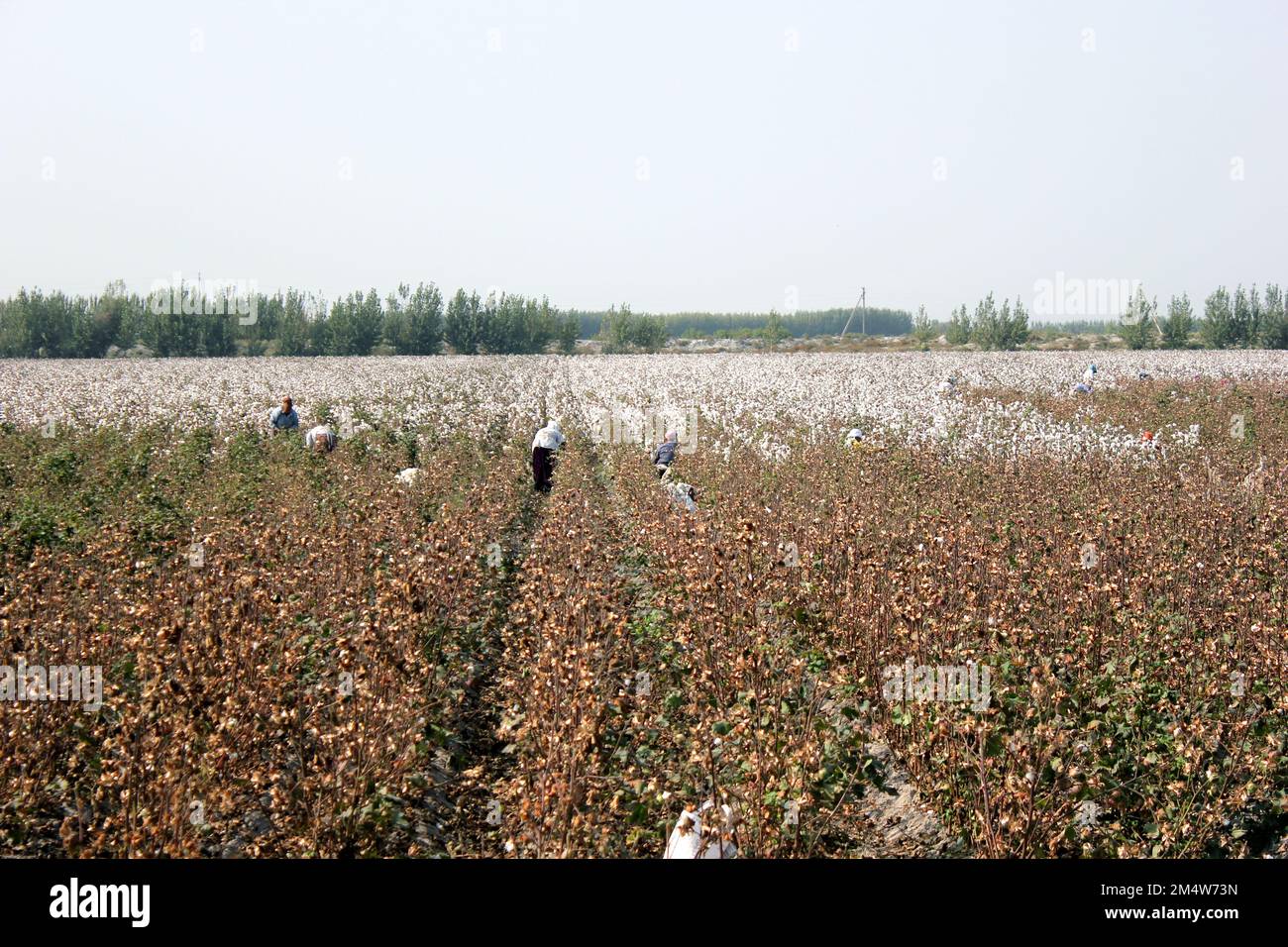 Cotton field farm in Uzbekistan Stock Photo Alamy
