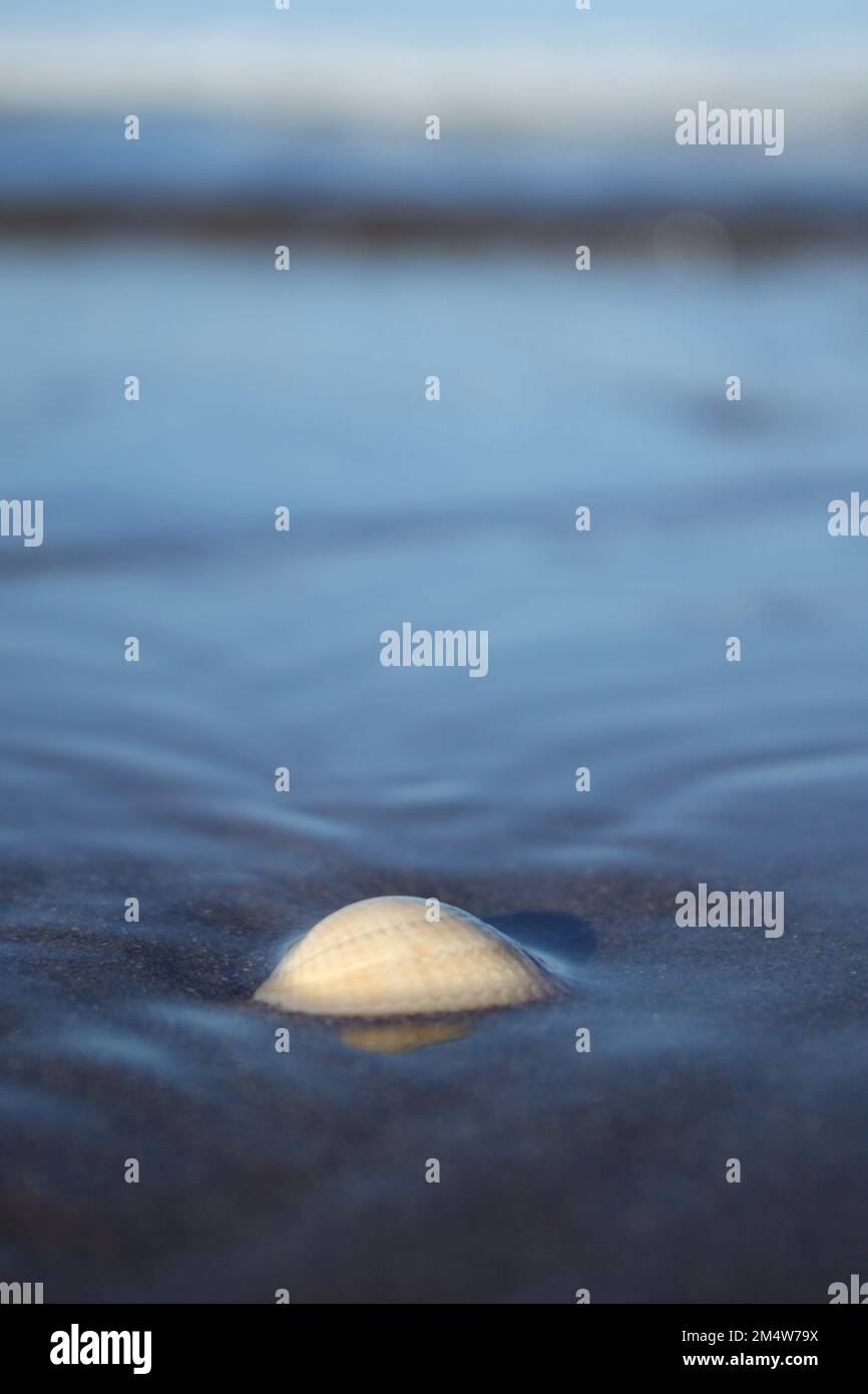 Clam shell on a sandy beach with an incoming tide and clear reflections ...