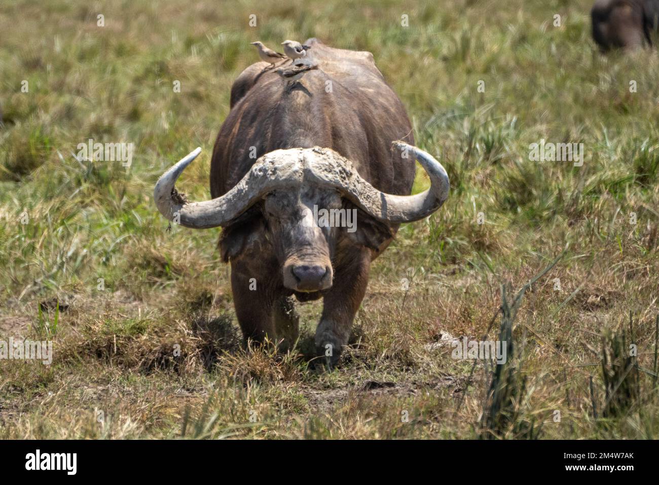 African buffalo (Syncerus caffer). This large herbivore eats mainly grass, although its diet also includes leaves and shoots. It lives near forests an Stock Photo