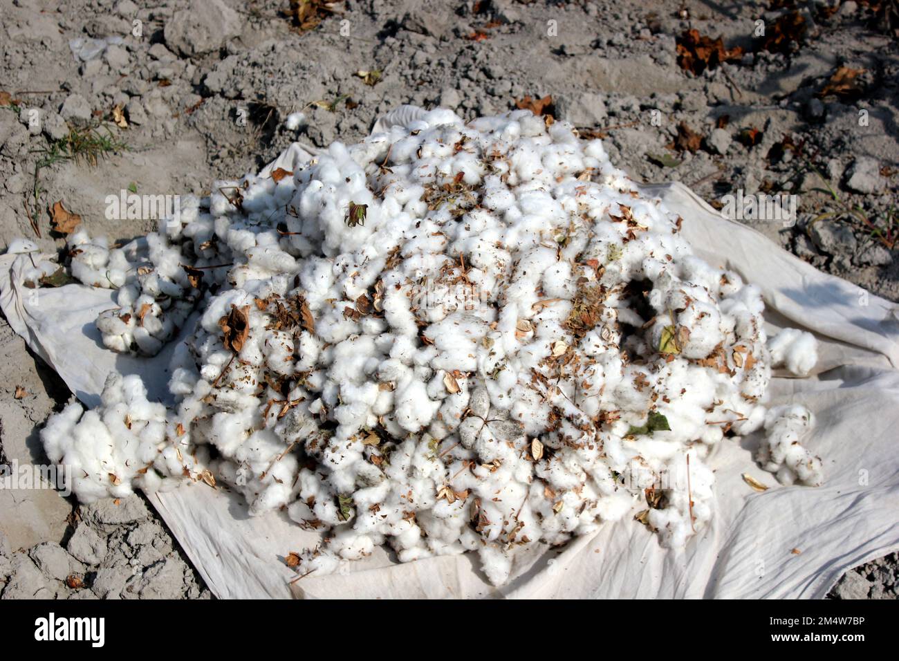 Cotton field farm in Uzbekistan Stock Photo Alamy